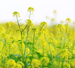 Obraz premium Wild green plants close-up