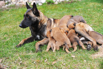 female dog  with puppies