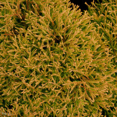 Thuja occidentalis GoldenTuffet © 7monarda