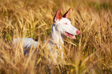 Ibizan Hound dog