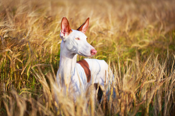Obraz na płótnie Canvas Ibizan Hound dog