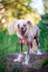 Chinese Crested Dog