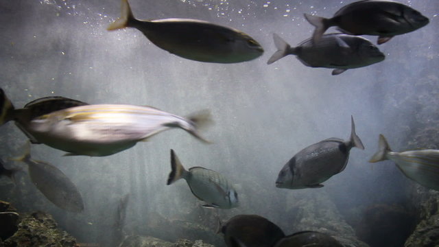 Shoal of Sarpa salpa, swimming in aquarium (Genova Italy)