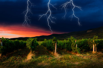 Naklejka na ściany i meble Thunderstorm with lightning in grape field.