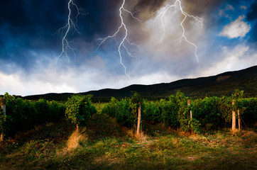Thunderstorm with lightning in grape field.