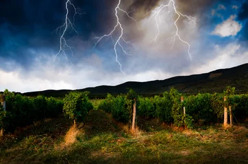 Photo sur Plexiglas Orage Thunderstorm with lightning in grape field.