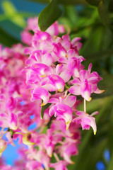 pink orchid flower in the nature