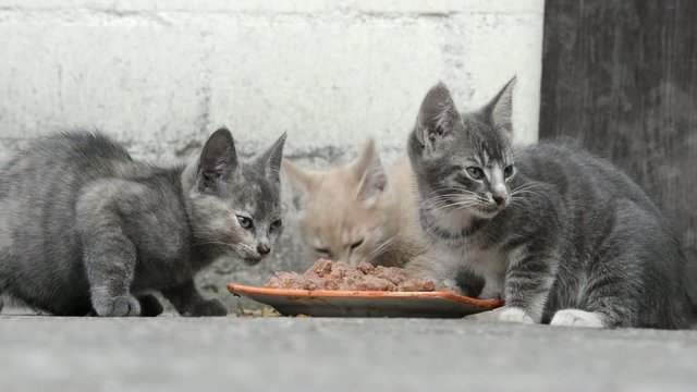 Kätzchen mit Katzenfutter