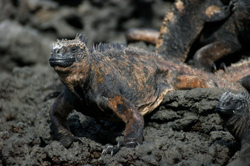 Iguane marin des Galapagos