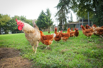 Geflügelhaltung - Hahn mit Hühnern im Hühnergehege