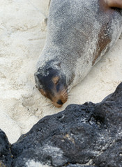 Fototapeta premium Otarie des Galapagos
