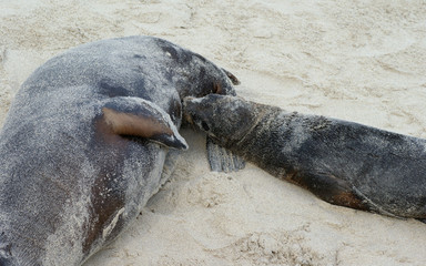 Otarie des Galapagos