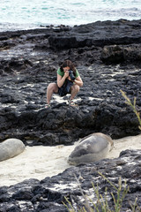Otarie des Galapagos