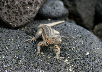 lezard aux Galapagos