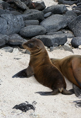 Otarie des Galapagos