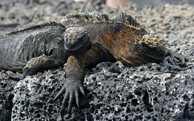 Iguane marin des Galapagos