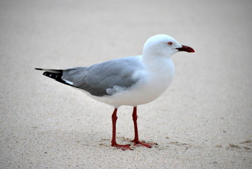 seagull on the beach