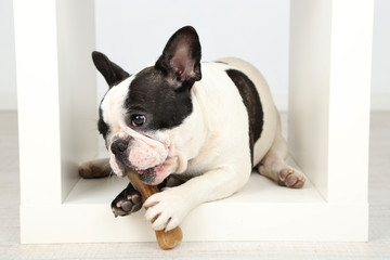 French bulldog with bone in room