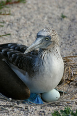 Fou à pieds bleus