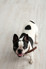 Cute French bulldog in room