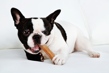 French bulldog with bone on sofa in room