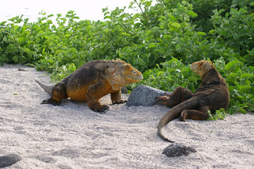 Iguane terrestre des Galapagos