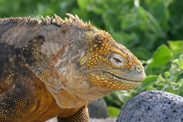 Iguane terrestre des Galapagos