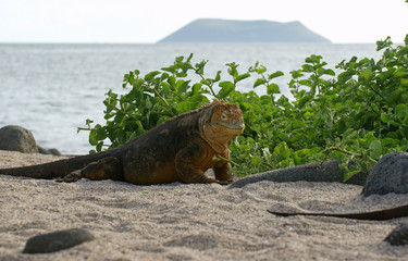 Iguane terrestre des Galapagos