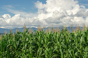 corn field with clear sky in the afternoon sunlight