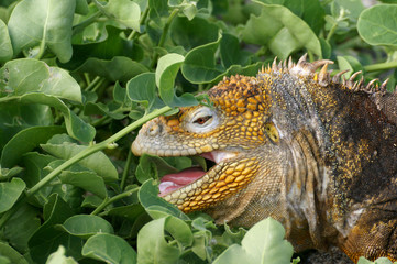 Iguane terrestre des Galapagos