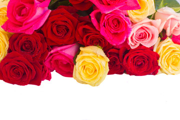 border of  multicolored  roses