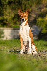 Naklejka na ściany i meble Small hunting dog breed Basenji
