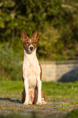 Small hunting dog breed Basenji