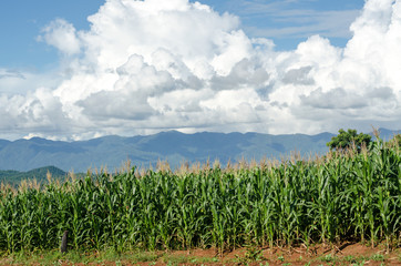 corn field with clear sky in the afternoon sunlight