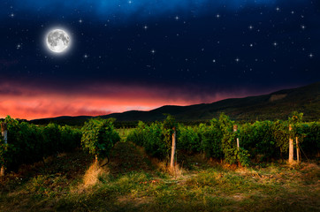 Grape field in the night