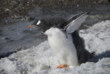 Young penguin on the shore (Antarctic)