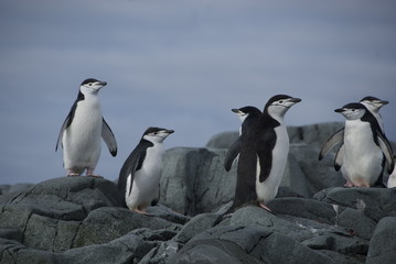 Fototapeta na wymiar Penguins on the shore (Antarctic)