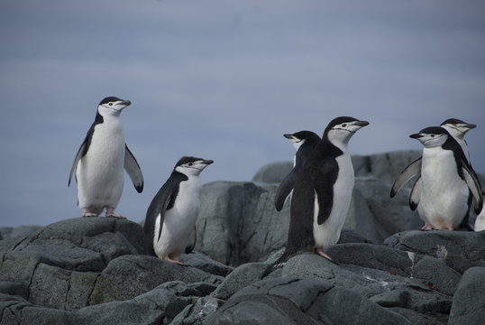 Penguins on the shore (Antarctic)