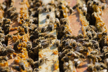 Bienen