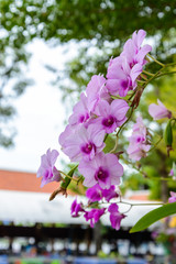 Bouquet of purple orchids