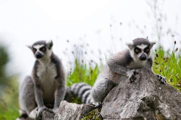 two catta lemurs sitting on a stone