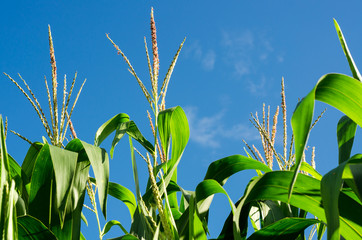 corn flower in corn field with clear sky