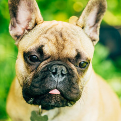 Fototapeta premium Dog French Bulldog