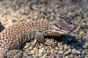 Ridge-tailed monitor lizard