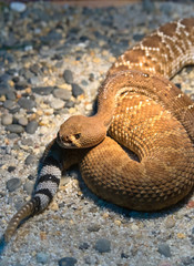 Naklejka premium Red Diamond Rattlesnake