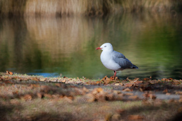 Walking seagull
