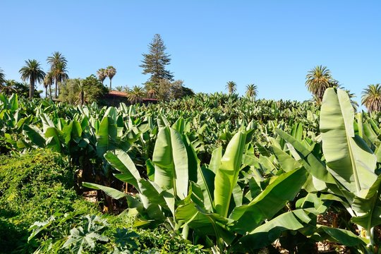 Wide angle shot of the banana plantation.