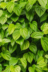 Naklejka na ściany i meble green betel leaves