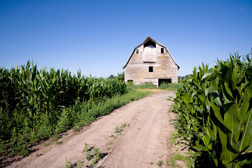 old barn in the corn field © psching