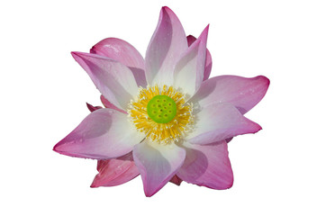 water lily in isolated white background